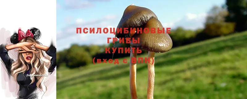 цена   Лосино-Петровский  Псилоцибиновые грибы Psilocybine cubensis 